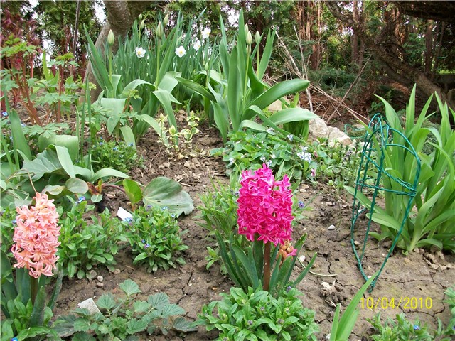 zumbul Jan Bos-lat. hyacinthus 